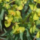 Euphorbia dendroides 2