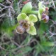 Ophrys bombyliflora 3