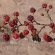 Rubus sanctus 2