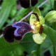 215869-Ophrys basilissa