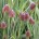 Fritillaria_messanensis_gracilis