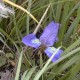 Iris-cretensis-4