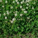 Trifolium_repens